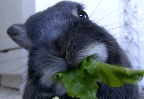 tumblr_nc9x7lY6LU1r7335mo1_500.gif
